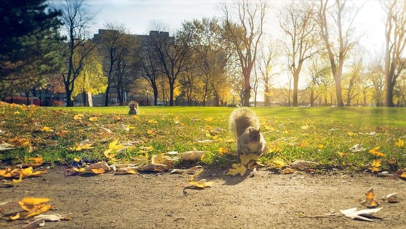 Parc La Fontaine