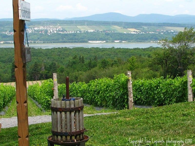 Isle de Bacchus vineyard