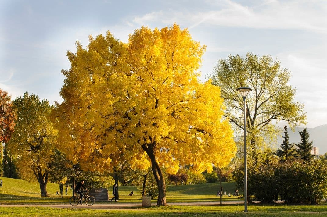 Beaubien Park