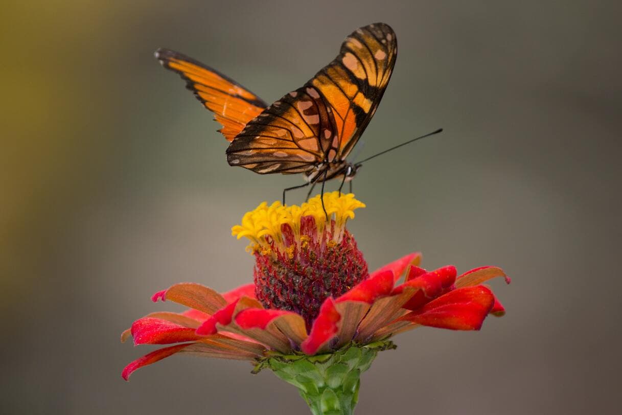 Insectarium de Montréal