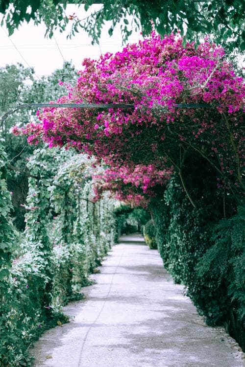 Jardin botanique de Montréal