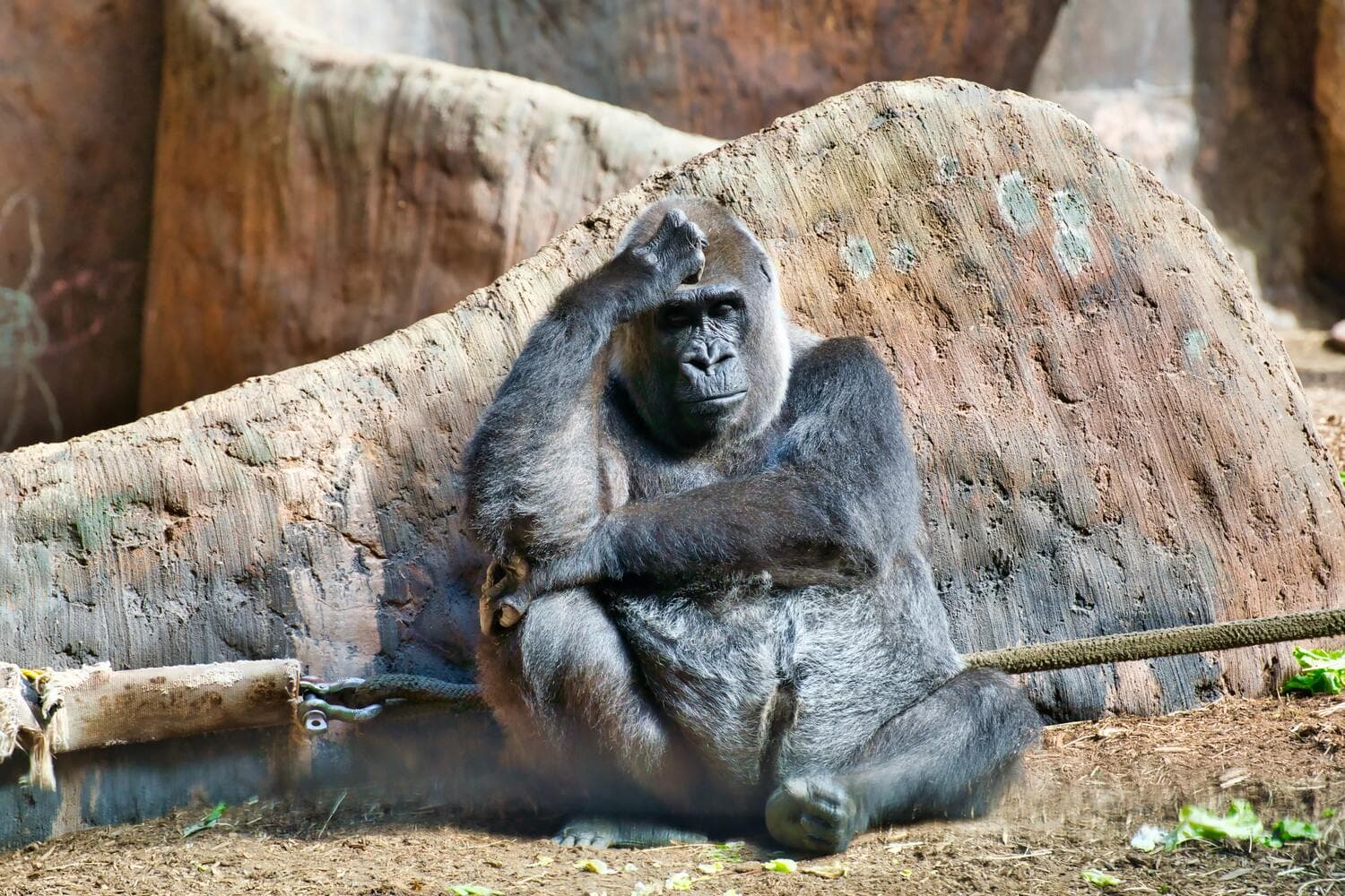 Zoo de Toronto