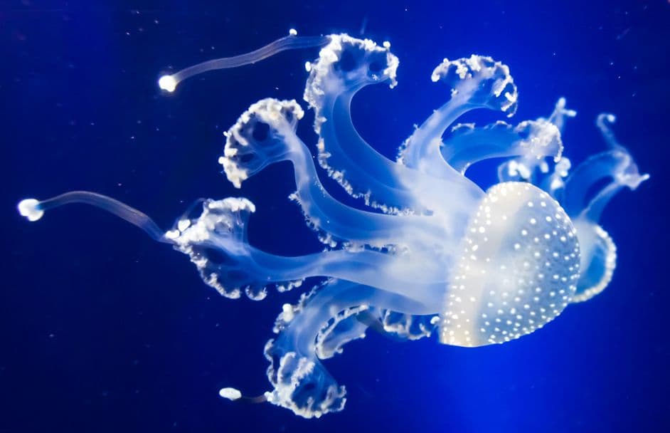 Aquarium du Québec